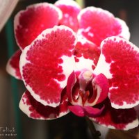Орхидея :: Oleg Teliuk