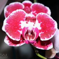 Орхидея :: Oleg Teliuk