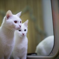 кошки и зеркало :: Lis Sma