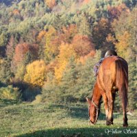 Осень :: Юлиан 