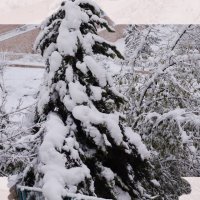 В снегу :: Алла Шапошникова