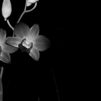 Черно-белая орхидея :: Сергей 
