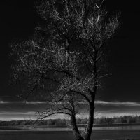 Дерево :: Ольга Разумеева