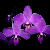 орхидея :: Татьяна 