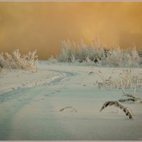 Бело - жёлтый день :: Василий Хорошев