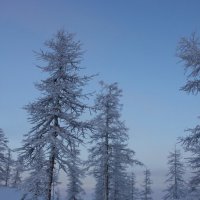 зимний лес :: Женя Фалькова