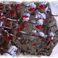 Рябина в снегу :: Marina Timoveewa