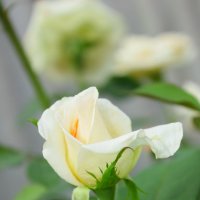 Белая роза :: Анна Кухарь