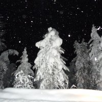 ночь в лесу :: Лариса Б