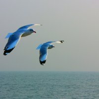 Голубые чайки :: Александр Бычков