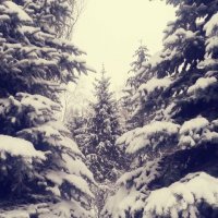 елки в снегу :: Таня Новик