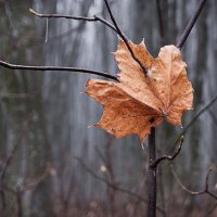 Последний лист :: Владимир 