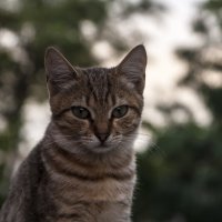 Кот одесский, серьезный :: Peiper ///
