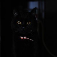 черный кот Тишка :: Roman Globa