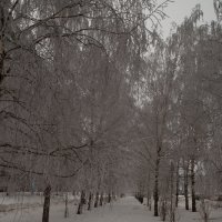 Аллея зима :: Николай Картаев