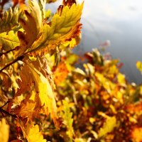 осенняя листва... :: Олеся Чорнявская