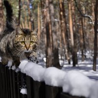 охота... :: виктор Синьков