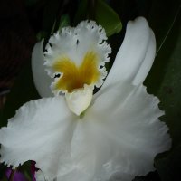 Белая орхидея :: Сергей 