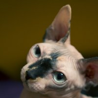Портрет кошки :: Елена Шлёрина