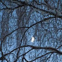 Ожидание весны (Вечерний невод или как поймать луну)) :: Сергей В. Комаров