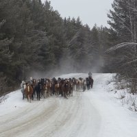 Встреча на дороге :: Елена 