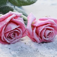 Розы снежной королевы :: Сергей Казымов