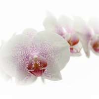 flying orchids :: Vladimir Nosov
