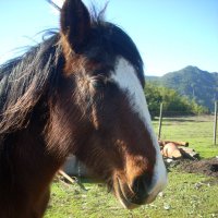 здравствуйте, я ваша лошадь! :: Halina 