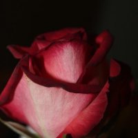 роза :: гульсина 