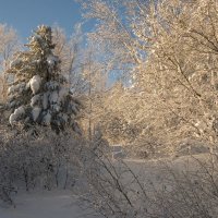 Зимний лес :: Владимир Тюменцев