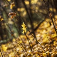 Лёгкость осенних листьев :: Алексей Соминский