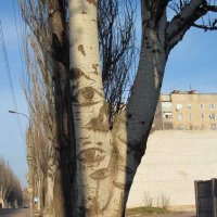 Глазастое дерево :: Алла Рыженко