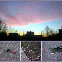 Розовое утро , розы на асфальте ... :: Natali 