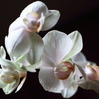 Орхидея :: Наталья 