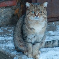 старый кот :: Сергей Иванов