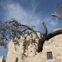 Jerusalem.Vetvi drevneei olivi... :: susanna vasershtein