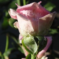 Крымская роза :: Nastya Franz