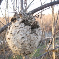 Гнездо шершина :: Анатолий Кузьмич Корнилов