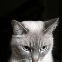 Cat :: Max Sukharevsky