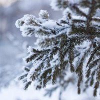 Ветка ели в снегу :: Анна Павлова