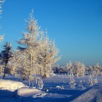 мороз :: владимир непошлов 