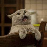 Мой кот Грей! :: Сергей Калиганов