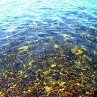 Прозрачные воды Черного моря :: Алексей Симаков