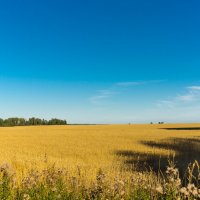 Поле :: Виталий Пылаев