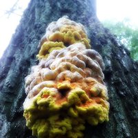 Необычный гриб :: Рустем Сафуганов