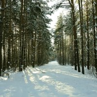 Зимний лес :: Сергей Бурнышев
