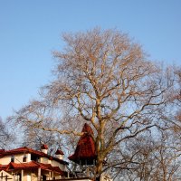 сохранили дерево :: дмитрий панченко