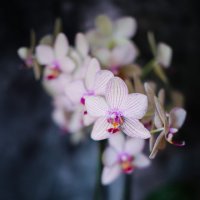 Орхидея :: Максим Петренко