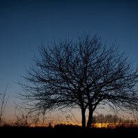 Про дерево и закат :: Roman Globa