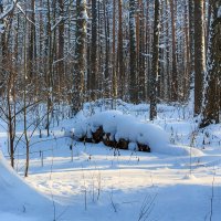 В лесу зимой :: Виктор Ковчин